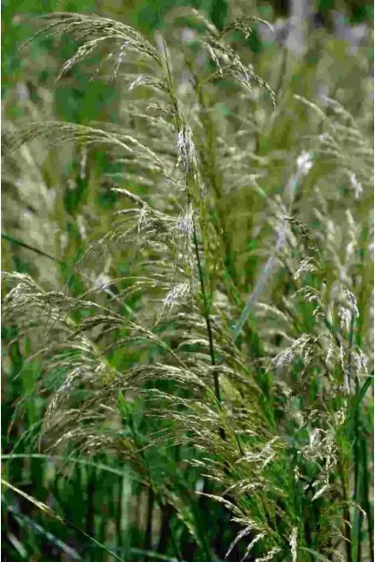 Луговик дернистий `Палава` 